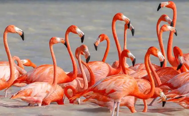 What Food Do American Flamingos Eat?