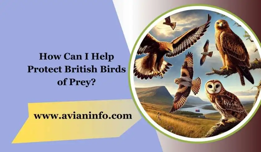 How Can I Help Protect British Birds of Prey?