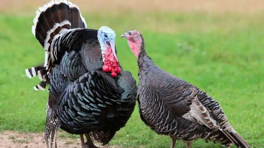 What Does a Wild Turkey Eat?