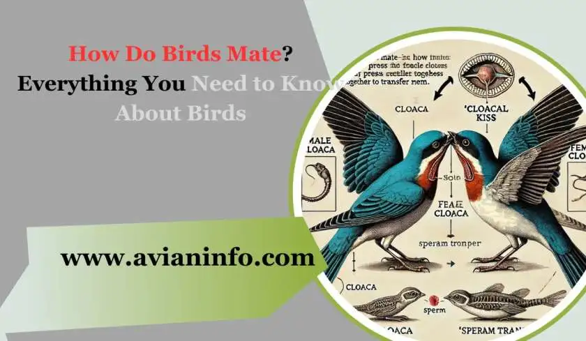 How Do Birds Mate? Everything You Need to Know About Birds